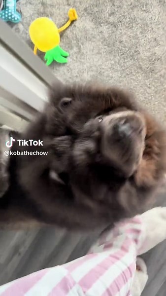 Chow Chow Dogs: Hilarious Snack Demands