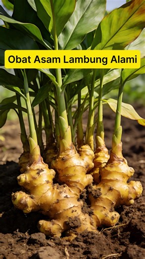 Tiga Obat Alami untuk Asam Lambung yang Ampuh