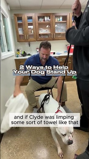 Ways to Help an Older Dog Stand Up | Easy Tips by Marc Smith, DVM, MS