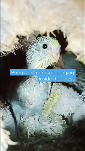 Baby shell parakeet inside the nest