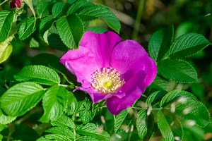10 Thriving Disease-Resistant Roses in Oklahoma