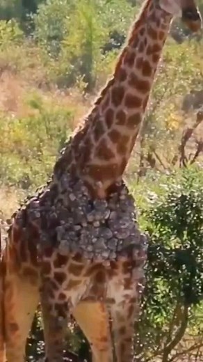 Savage on Instagram: "Zombie giraffe漣"