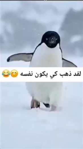 Come here. #العظماء #coding #linux #python