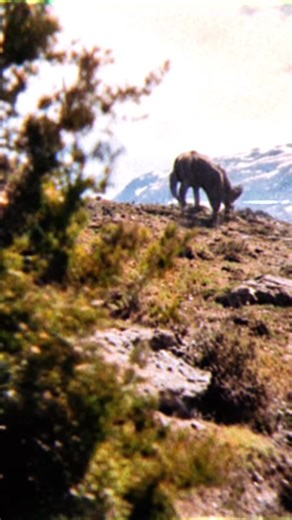 terrifying alien shape shifter caught on film deep in Canadian Rockies by avid hikers what is it? #hike #hiking #deer #shapeshift #shapeshifters