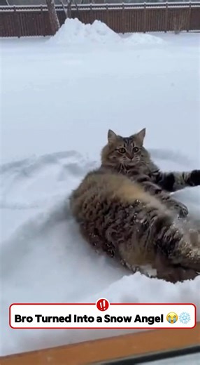 Fluffy Cat’s First Snow Day Goes Viral