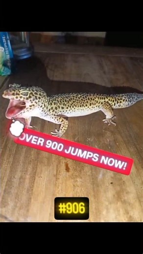 CAN I GET MY SUPER GIANT LEOPARD GECKO ONTO BRITISH TELEVISION 🦎📺 #talented #skills #niche