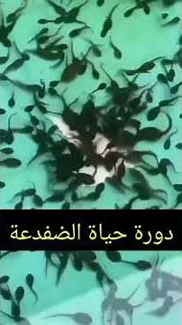 دورة حياة الضفدعة