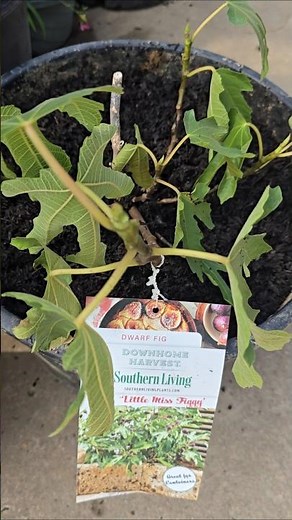 My 1st Fig Tree Little Miss Figgy