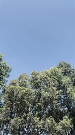 Mastering the Dance Challenge: Tips and Insights