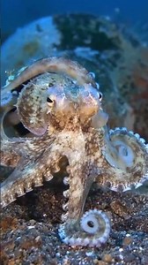 معنى اسم الله الشكور باختصار اسماء الله الحسنى معانيها و شرحها #اسماء_الله_الحسنى #الشكور