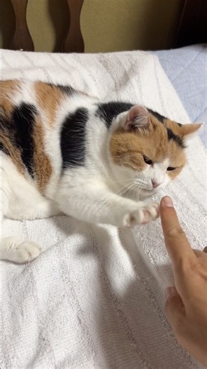 【三毛猫】コミュニケーションをとるミケ