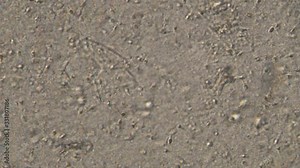 Microscopy of human sperm . Magnification 150x moving of spermatozoides in detail under microscope. Stock Video