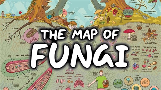 【Domain of Science】引人入胜的真菌分布图 | 外挂字幕