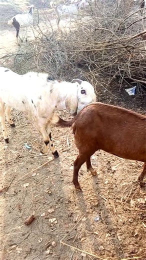 GOAT SOUNDS 🤣 STYLE AND MEETING 😄#goat #short