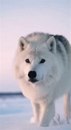 Arctic wolves are running in the snow. #animals