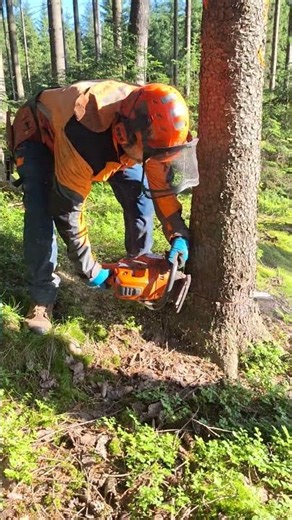 Felling a damaged tree with a Husqvarna 560XP chainsaw