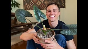 ELEPHANT EAR Care - How to Grow for Lush Plants - Colocasia & Alocasia