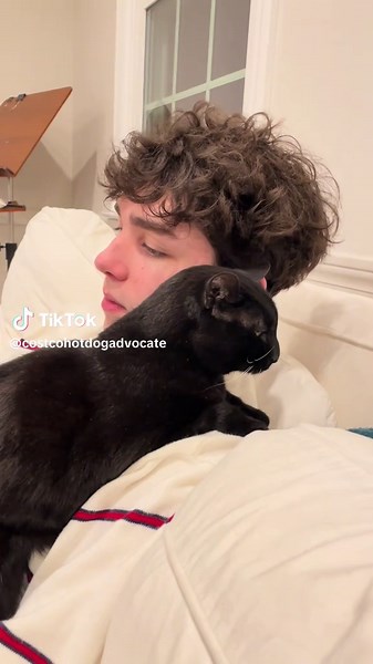 Beatboxing Cats: Unforgettable Meowing Duo