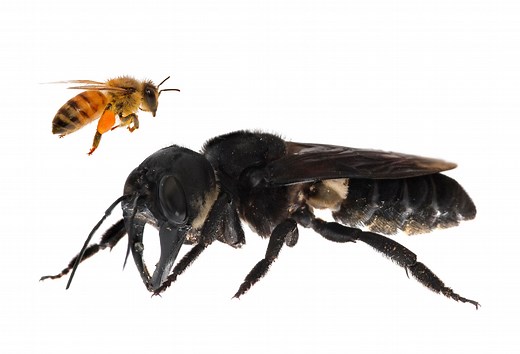 World's biggest bee found