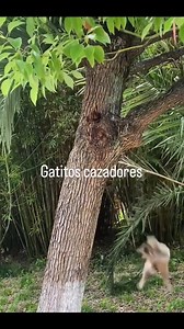 Ariel Barros Erxilape on Reels