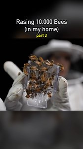 Raising 10,000 Bees in my Home🐝 pt3 #ecosystem #wildlife #nature #plants #earth #bees | Dr. Plants
