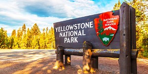 U.S. Scientists Rejoice As Creature In Yellowstone National Park Leads To A “World’s First” Discovery