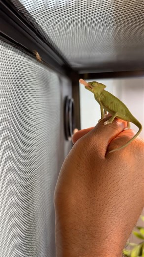 Sheriff Rango keeping the tank under control 🤠🦎