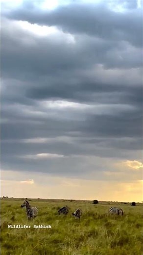 Beautiful sunset time in Grasslands of Masai Mara where Zebras are grazing peacefully, Kenya 🇰🇪