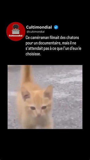 Culture • Histoire • Traditions • Art on Instagram: "Il filmait simplement une portée de chatons pour un documentaire… jusqu’à ce qu’un petit curieux décide de faire de lui “son humain”. Parfois, les plus belles rencontres naissent sans prévenir : un regard, une patte posée sur la caméra, et une histoire commence. Abonnez-vous à @cultimondial pour découvrir chaque jour des moments vrais, touchants et inspirants du monde animal."