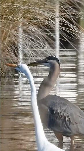 Great Blue Heron & Great Egret hunting together #greatblueheron #greategret