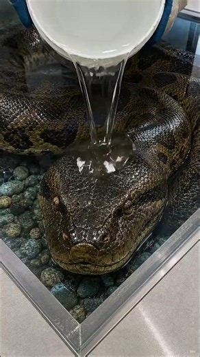 WOW😱 The FLOOR is INSANE Giant SNAKE Under the FLOOR