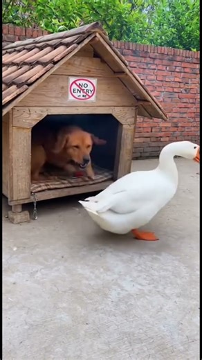 “When curiosity meets chaos 🪶💥 The goose really said… ‘Wake up, buddy!’ 😂🐶🦢” #hyperterminal