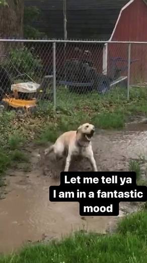 1.3M views · 10K reactions | Stevie’s mood anytime he finds a puddle.. #harrystyles #fantasticmood #mood #puddle #steviethewonderdog #spreadsteviejoy #cerebellarhypoplasia #reels | Stevie the Wonder Dog | Facebook