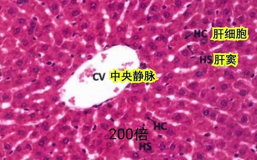 小鼠病理HE染色