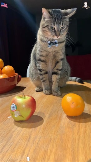 Smart cats #catsoftiktok #catvideo #smartcat #fyp #usa🇺🇸 | cat