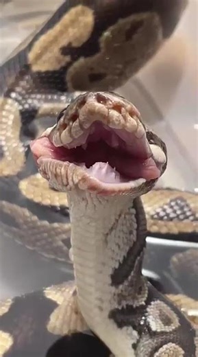 Observation d’un python royal en train de se nourrir 🐍