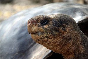 Galapagos Islands Trips in October - Weather, Wildlife, Deals