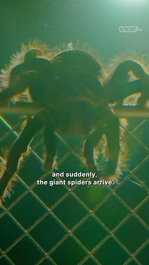 Dark Side of the Ring | A cage match involving LSD, giant spiders, and a full scale riot 🕷️ The quintessential Chris Colt story as told by Jim Cornette and... | Instagram