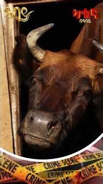 ከብት አላቢው . . . #ካቴና_በዓባይ📅 ዘወትር እሁድ 🕛 ከጠዋቱ 4፡30 - Abbay TV - ዓባይ ቲቪ - Ethiopia