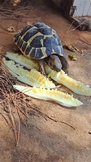 🐢 # - 📸 Source: @ turtle_relax on TikTok All credit are reserved for their respective Owners | Tortoise fans