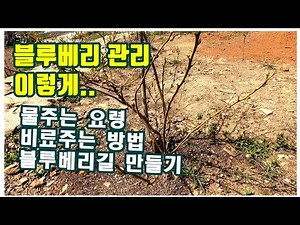 블루베리 관리 이렇게 해보세요(거름주기 / 물주는 요령 / 블루베리길 만들기 / 비배관리)