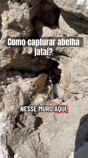 Como capturar ou transferir abelha jataí para caixa de madeira?