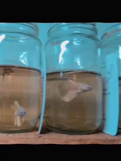 PLATINUM HALFMOON ඕන අයට අපි ගාව ඉන්නවා! 24h ගෙදරට Delivery කරගන්න පුළුවන් නැත්නම් ඇවිල්ලා ගන්න පුළුවන් අපෙන්. Aqua World Kottawa Location📍 https://maps.app.goo.gl/rinjZWcAukaq6Xcj9 Online Transfer / Bank Diposit / Ezcash Available Whatsapp:- 0775512369 / 0772289992 #FishKeeper #longlivefishing #feedthebest #myaccountunfreze🙏🥺 #viralvideo