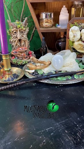 🐍 This guy is an awesome snake. Beautiful, friendly, and always on the go! 🧪 www.molinarosnakelab.com #ShowOffLandOFrost #nourisheveryyou #snakes #petsnakes #reptiles #snakepets #ballpython #royalpython #witchy #fyp #foryou #familiar #onthego #witchesfamiliar #diy #Königspython #calico #snaketok #reptilekeeper #snakebreeder #ballpythonbreeder #royalpythonbreeder #snakelove #elpaso #eptx #texas #lascruces #newmexico