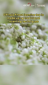 9.2K views · 76 reactions | In Hengzhou City, south China's Guangxi Zhuang Autonomous Region, the delicate fragrance of jasmine flowers is infused into China's finest jasmine tea using traditional scenting techniques that date back to the Tang Dynasty. Once scented, the tea is swiftly distributed worldwide, allowing consumers around the world to experience the essence of Hengzhou's fragrant jasmine. #ChinainSeconds #TastyChina For more: https://english.cctv.com/ | CCTV | Facebook