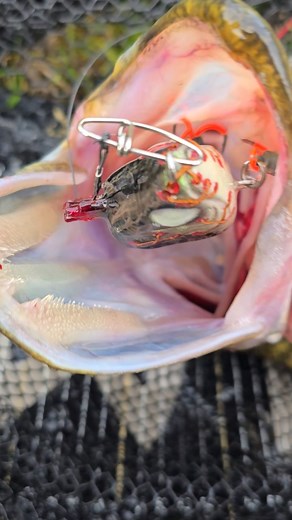 #alien_predator_lures #zombieperch #fishing #lure #lurefishing #predatorfishing #perch #pike #perchfishing #pikefishing #custom #lures #riverfishing #fishinglure #handmade #paint #wood #water #river #handcrafted #luremaking #lurebuilding #handmadelures | Bruce Dobbo