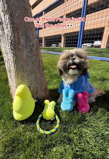 Spot the Difference Challenge: Test Your Skills!