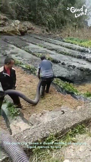 How to Use Manure as Natural Fertilizer