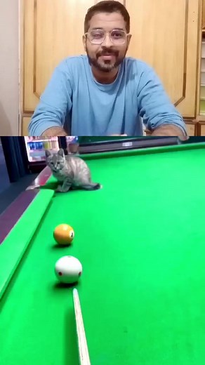 Did you ever see cat playing snooker? #sports #snooker #snookerplayer #cat #catlover #sports #snooker | Judd Trump Fans