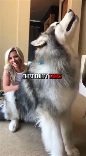 Want a Pet Wolf? Meet the Alaskan Malamute #dog #shorts #animals